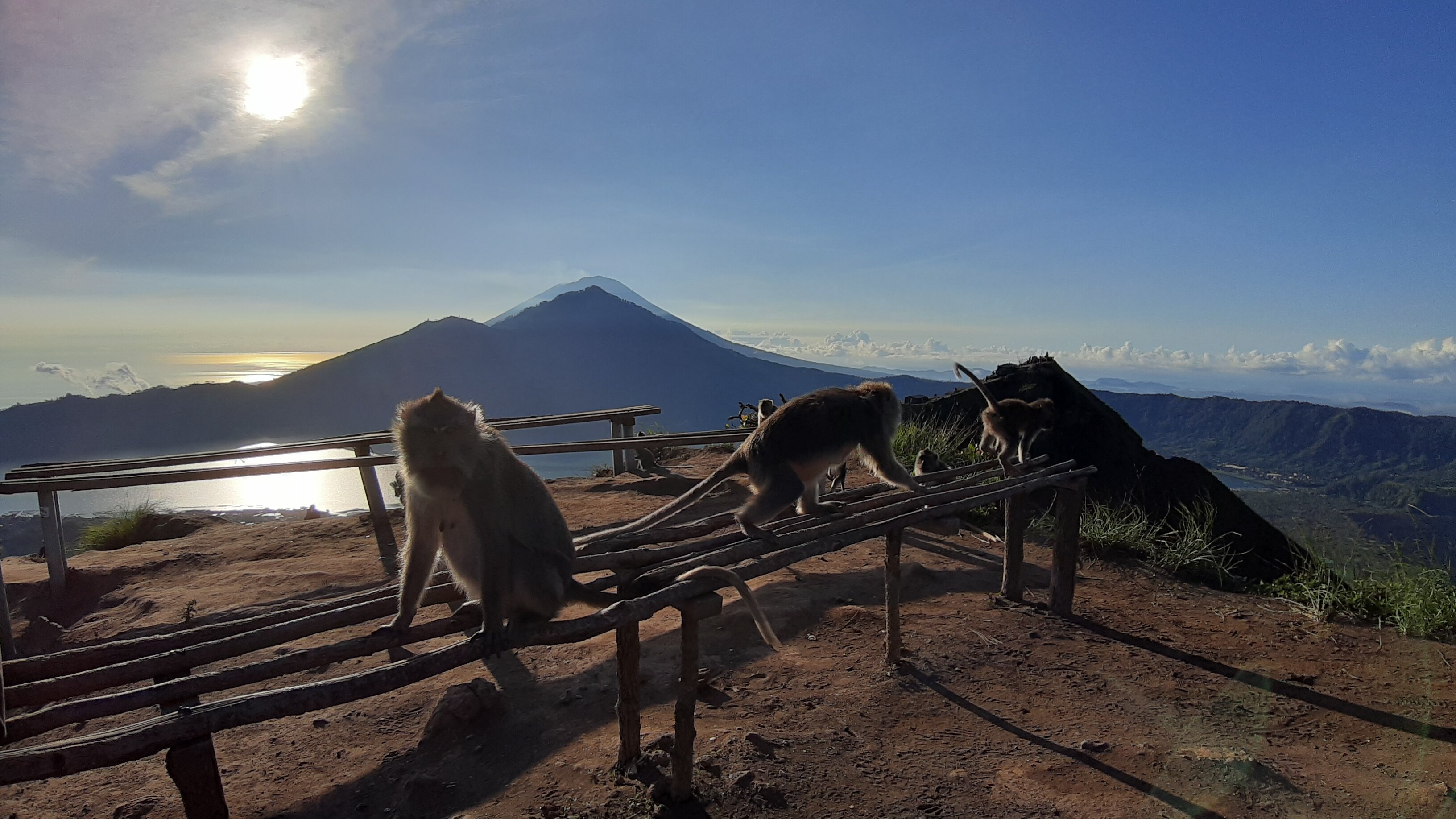 A family of monkeys took over all of the benches.